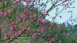 ĐÀO RỪNG CÔNG SƠN ĐÃ NỞ RỘ