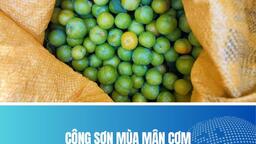 CÔNG SƠN MÙA MẬN CƠM